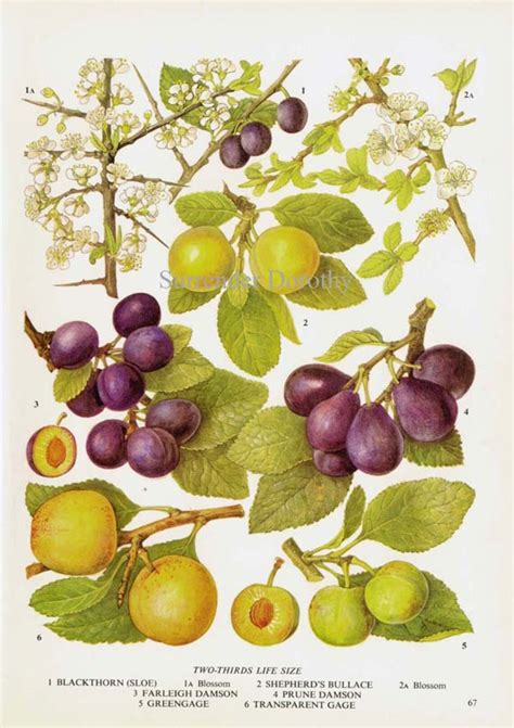 Sweet Plum Greengage Fruit Chart Food Botanical Lithograph - Etsy