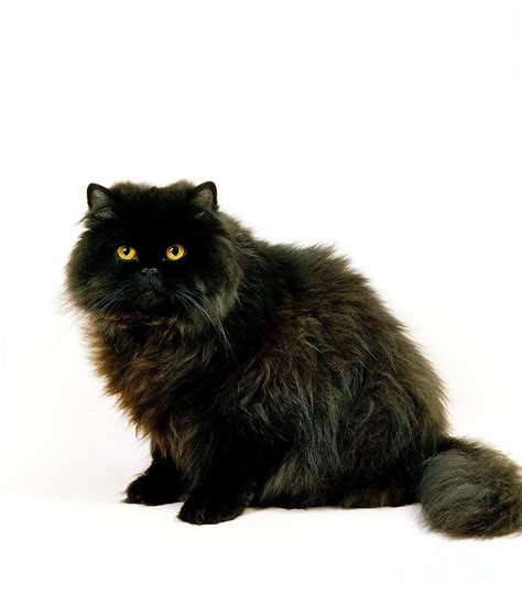 Black Persian Cat Photograph by Gerard Lacz - Pixels