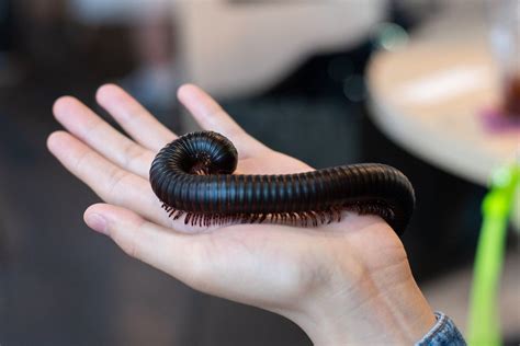 Setting Up The Giant African Millipede Enclosure A Guide, 55% OFF