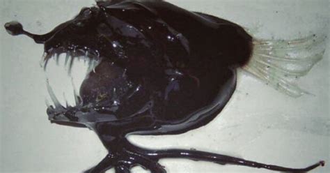 Terrifying ‘alien sea monsters’ found in ASTONISHING ocean hauls - Daily Star