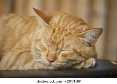 Orange Cat Sleeping Stock Photo 712971589 | Shutterstock