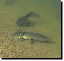 Tiger Salamander larvae