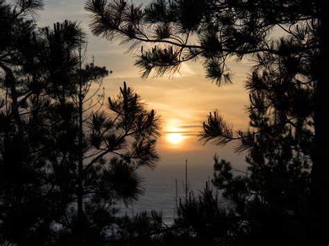 Pine Forest Sunset | Forest sunset, Pine forest, Sunset