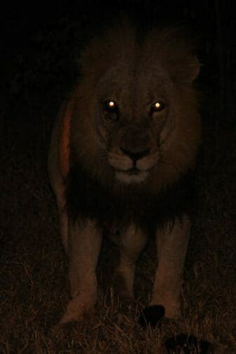 How Do Lions See at Night? • Support Wild