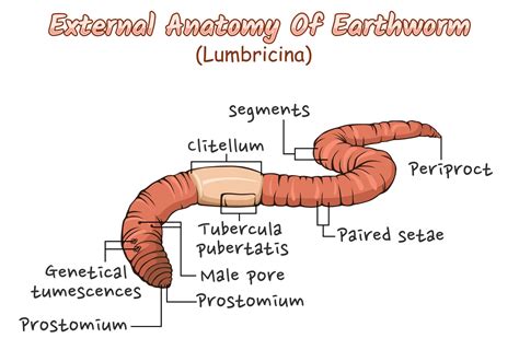 External anatomy of earthworm illustration. 20457554 Vector Art at Vecteezy