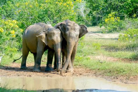 Sri Lankan Elephant - Worldwide Nature