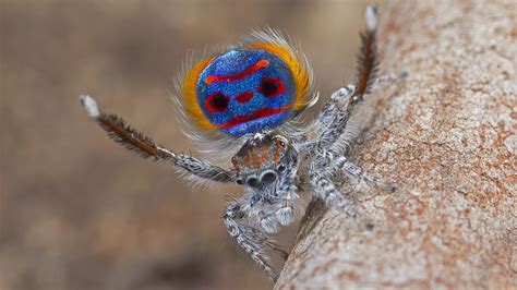 The ‘superblack' patches on these spiders make their other colors glow ...