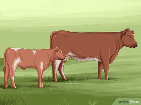 How to Identify Maine Anjou Cattle: 13 Steps (with Pictures)