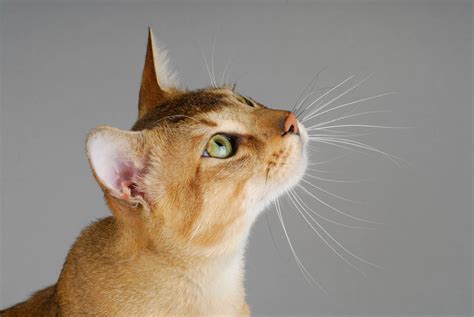 Chausie Cat Breed Profile - Cat-World