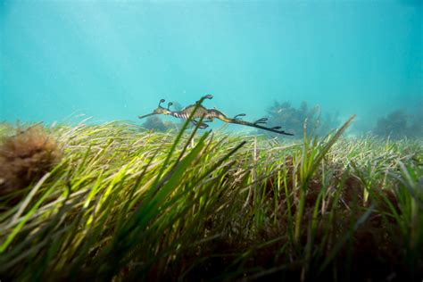 Dollzis: Weedy Sea Dragon Habitat