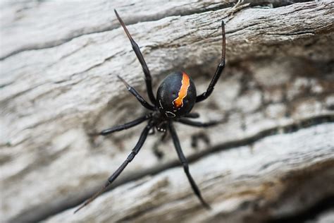 10 of the most dangerous animals in New Zealand - New Zealand Travel Tips