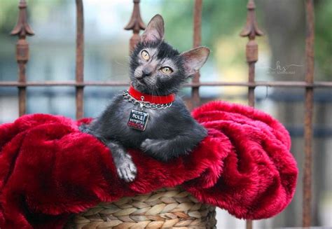 The Werewolf Cat: Lykoi Cat | PetvBlog