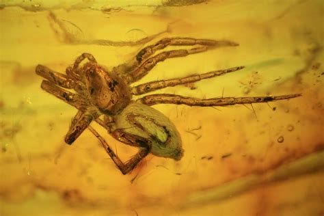 Fossil Spider (Aranea) In Baltic Amber For Sale (#38890) - FossilEra.com