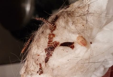 Carpet Beetle Larvae Shed Skin - Carpet Vidalondon