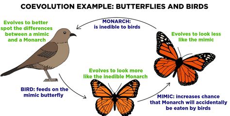 Coevolution — Definition & Examples - Expii