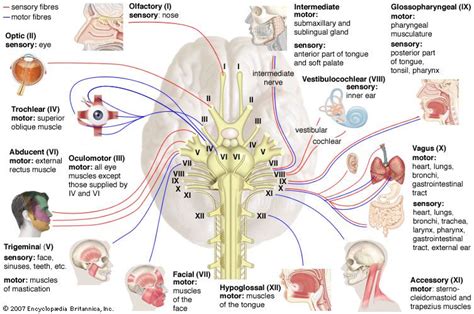 Cranial nerve | Definition & Function | Britannica