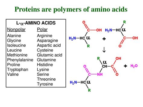 PPT - Proteins are polymers of amino acids PowerPoint Presentation, free download - ID:5878178