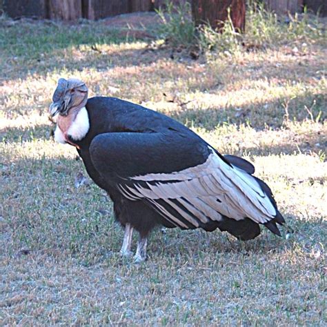 Andean Condors