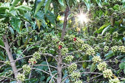 What Is Coffee Made Of? A Complete Guide To Coffee Farming - Kitu Cafe