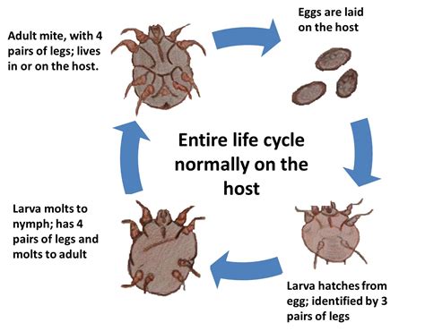 Life Cycle Of Mange Mite | Images and Photos finder