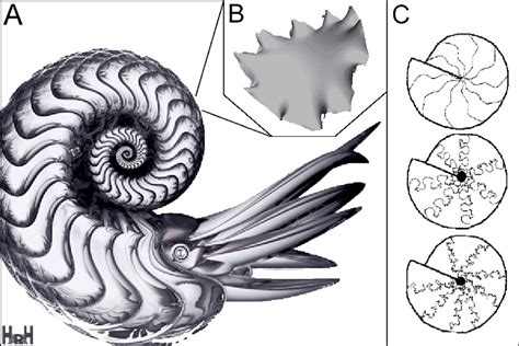 Ammonoid complexity. The shell of the highly successful but now extinct... | Download Scientific ...