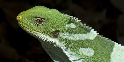 Fiji banded iguana | Smithsonian's National Zoo and Conservation Biology Institute