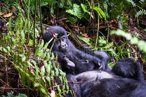 The Mountain Gorilla Gorilla Beringei Beringei is a Subspecies of Eastern Gorilla. Stock Photo ...