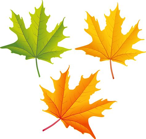 autumn maple leaf clip art 20 free Cliparts | Download images on Clipground 2024