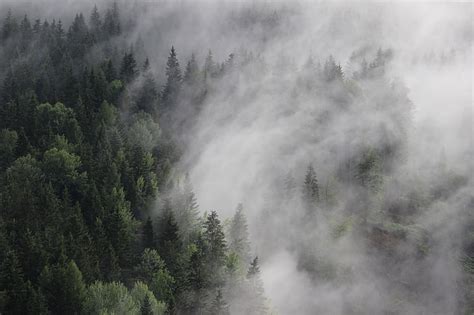 HD wallpaper: fog, pines, mist, Austria, 8k, forest, 4k, 5k | Wallpaper Flare