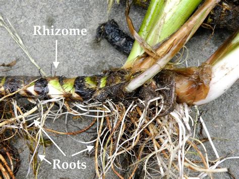 Rhizomes Definition Examples What Is A Rhizome