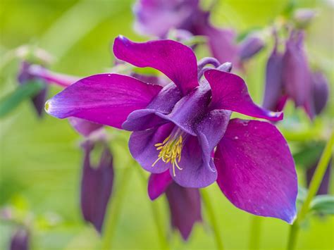 Flowers, columbine, columbine flower, flower garden, close up - free image from needpix.com