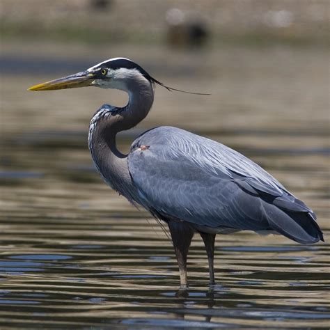 Great Blue Heron Facts - Great Blue Heron Habitat