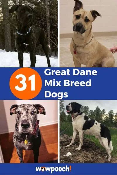 31 Great Dane Mix Breed Dogs - WowPooch