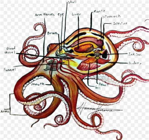 Blue-ringed Octopus Illustration Cephalopod Drawing, PNG, 1280x1206px, Octopus, Anatomy, Art ...