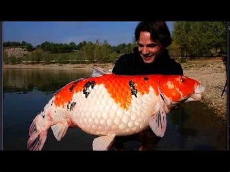 giant koi fish Koi pond giveaway - koibluefish