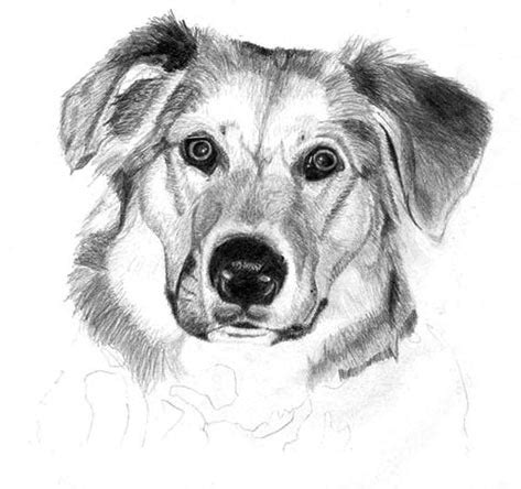 Learn how to draw a dog, graphite art lesson