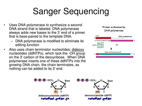 How To Read Sanger Sequencing