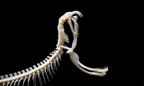 Snake Skeletons: Here's What Makes Them So Unique - A-Z Animals