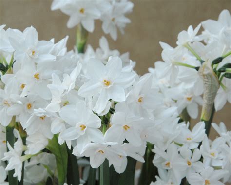 Narcissus tazetta 'Paperwhite Ziva' bulbs — Buy 'Paperwhites' online at ...