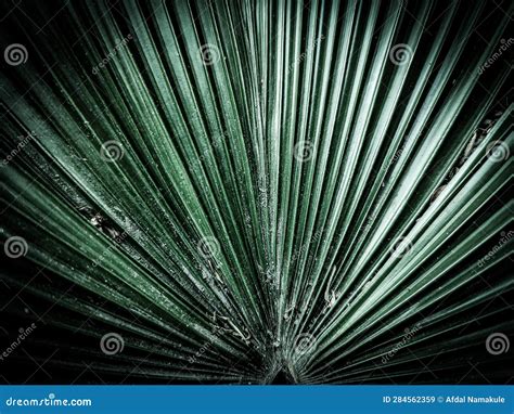 Green Palm Leaves for Background or Wallpaper Stock Image - Image of background, palm: 284562359