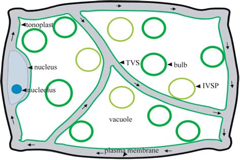 Vacuole Structure