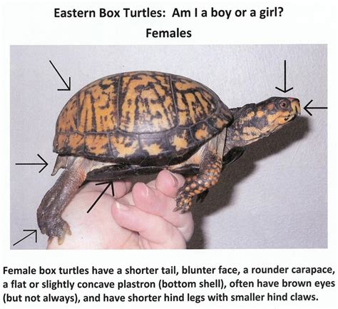 Do Box Turtles Have Tails?