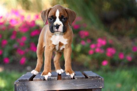 Boxer Puppies Wallpapers - Top Free Boxer Puppies Backgrounds ...