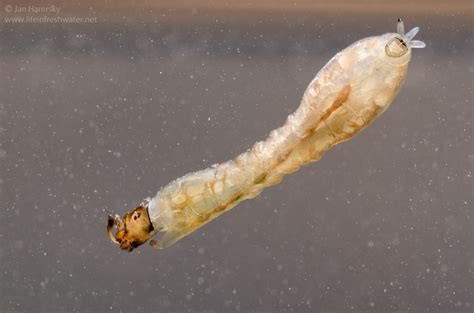 Black fly larva (Simuliidae) – NJ Watershed Watch Network