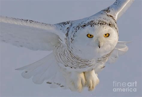 Snowy Owl In Flight Photograph by Scott Linstead