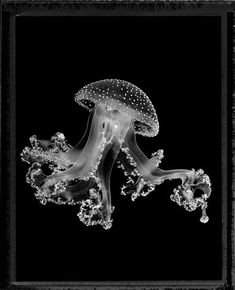 Striking photos of jellyfish shed light on the enigmatic invertebrates | New Scientist