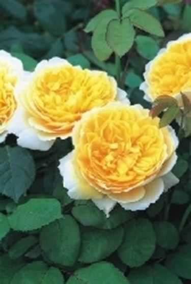 English Roses - Special - Gardening - 2024