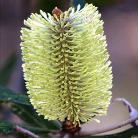 10 Fresh Banksia Oblongifolia Seeds Fern Leaved Banksia | Etsy