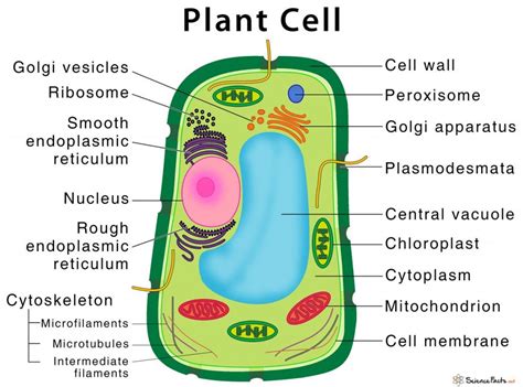 Vacuole – Definition, Structure, & Functions with Diagram