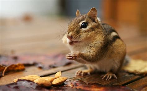 Chipmunks Wallpapers - Pets Cute and Docile